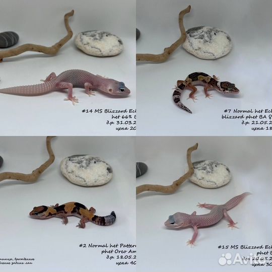 Геккон эублефар