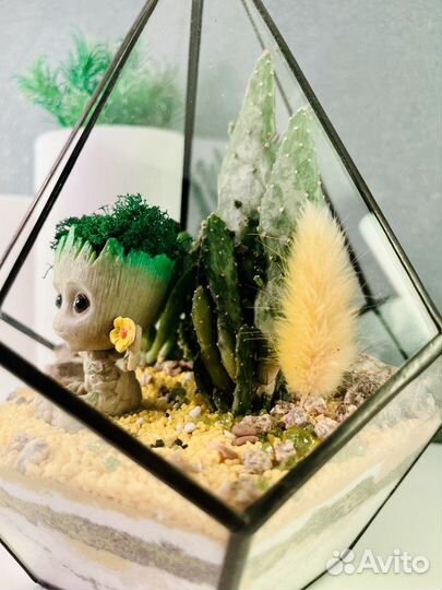 Флорариум суккуленты, кактусы (малыш Грут )