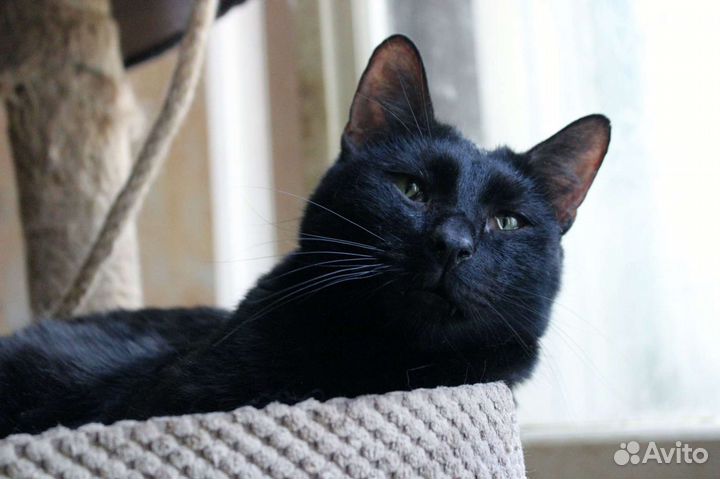 Кот Негритенок