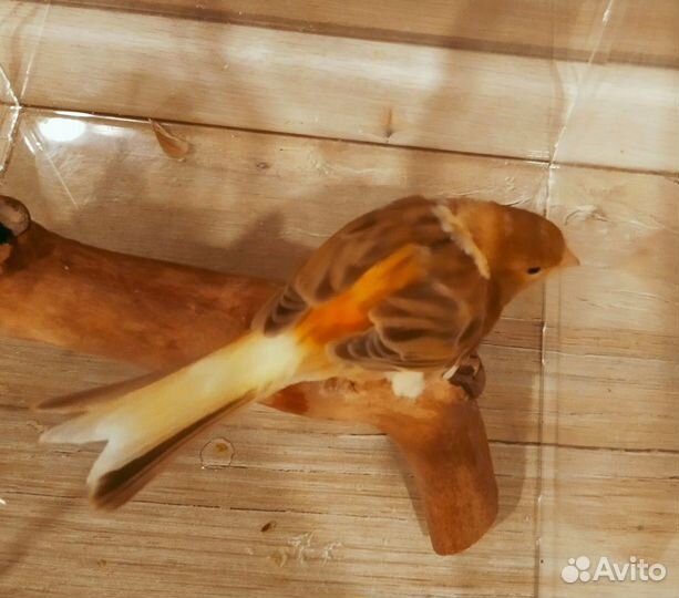 Канарейка самочка