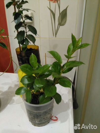 Комнатные растения цветущие