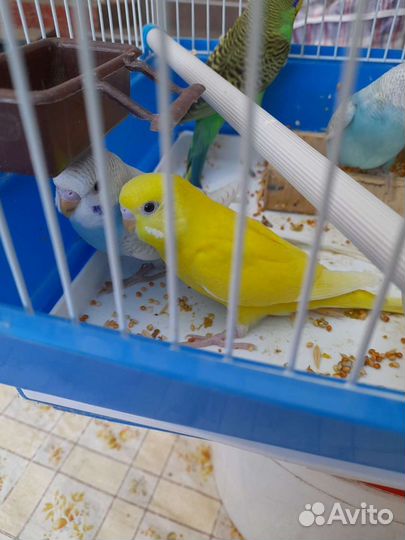 Попугаи и кенара, клетки