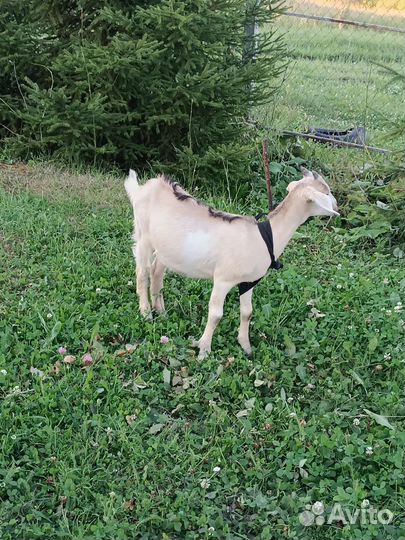 Зааненская дойная коза и Альпийские козлята