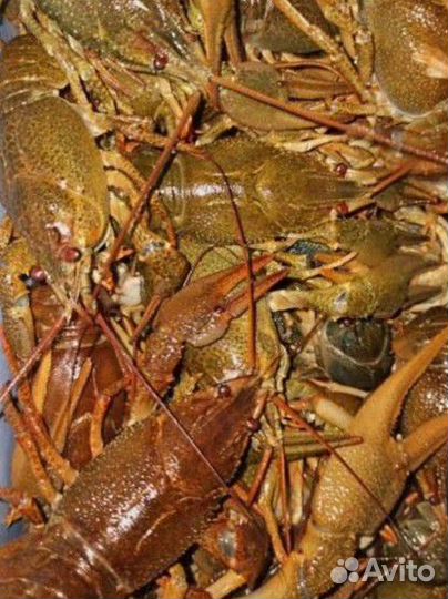 Живые и вареные раки