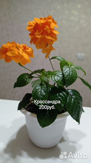 Домашние цветы