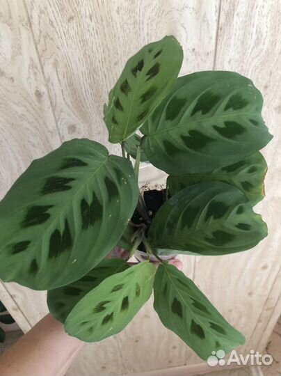 Маранта Керховена