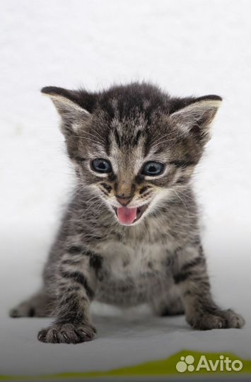 Котенок девочка 1,5 месяца