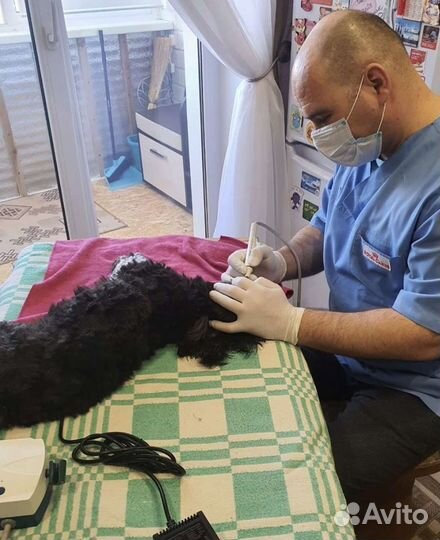 Ветеринар Петрозаводск