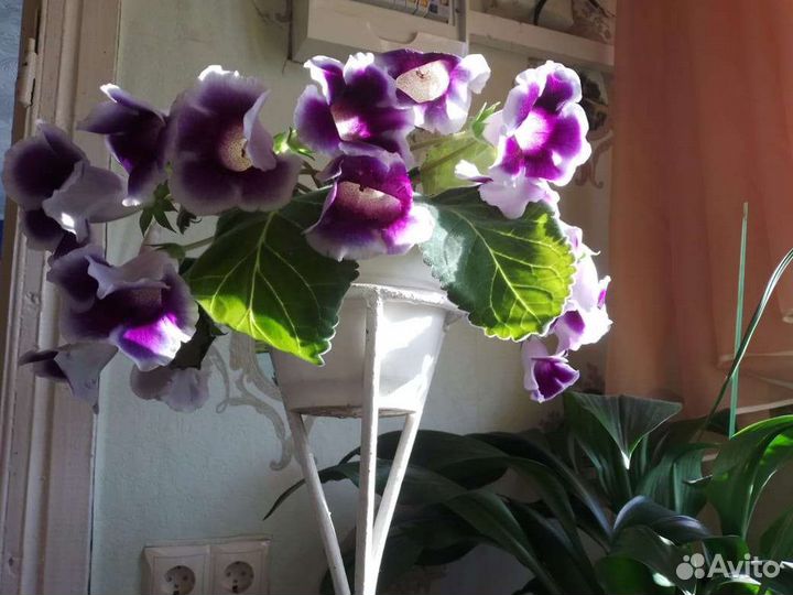 Замиокулькас, глоксиния