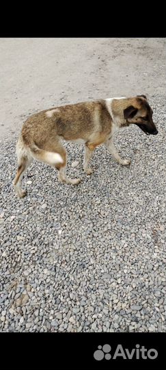 Особенная собака в добрые руки бесплатно