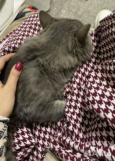 Ласковый котик в добрые руки