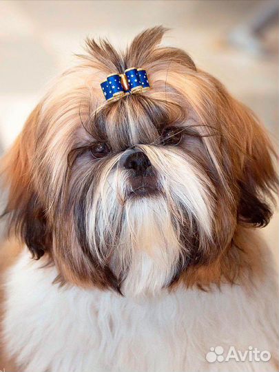 Ши-тцу вязка