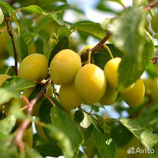 Саженцы слива жёлтая Очаковская