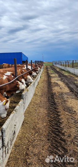 Нетели,Телки.Симентал