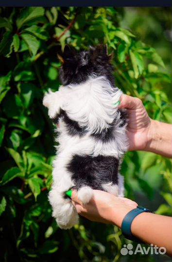 Бивер мальчик