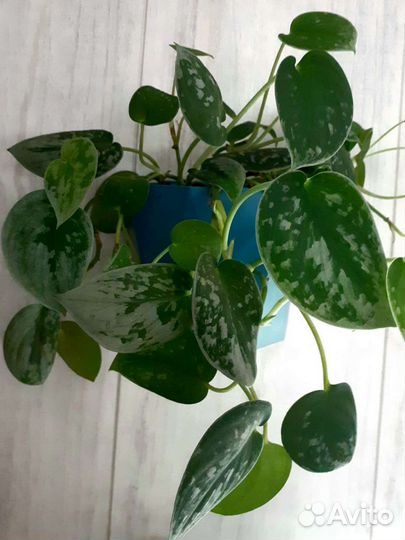 Сциндапсус Силвер Энн