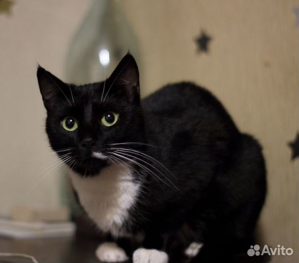 Очень долго ищет дом кошка Фиби