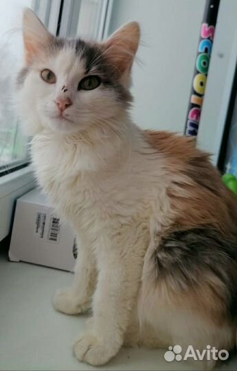 Кошка в дар