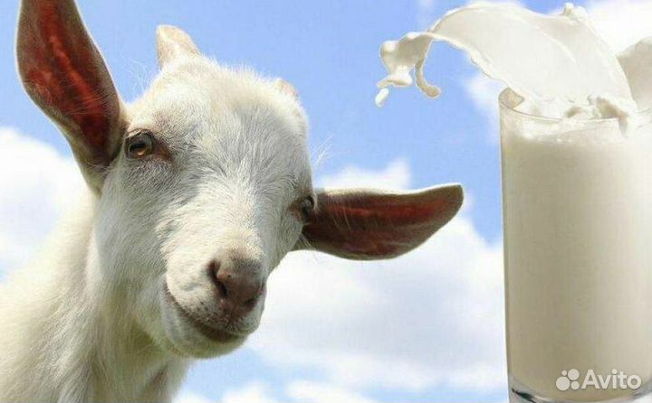 Продам козье молоко
