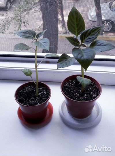 Бальзамин ванька мокрый