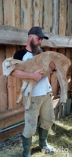 Катумский баран