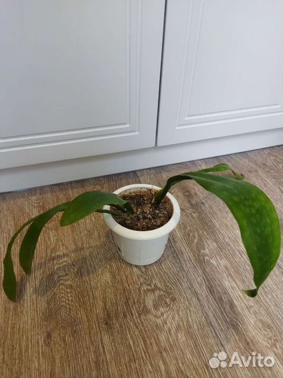 Сансевиерия