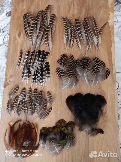 Перья птиц