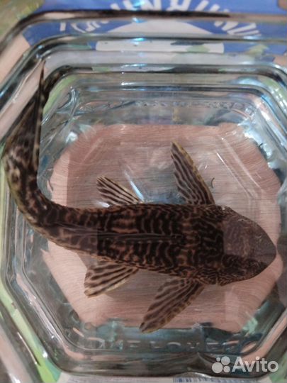 Сомик Анциструс бесплатно