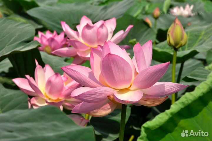 Лотос орехоносный и Комарова, семена