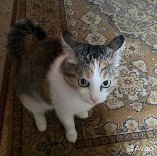 Кошка 5 лет в добрые руки