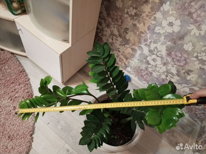 Замиокулькас