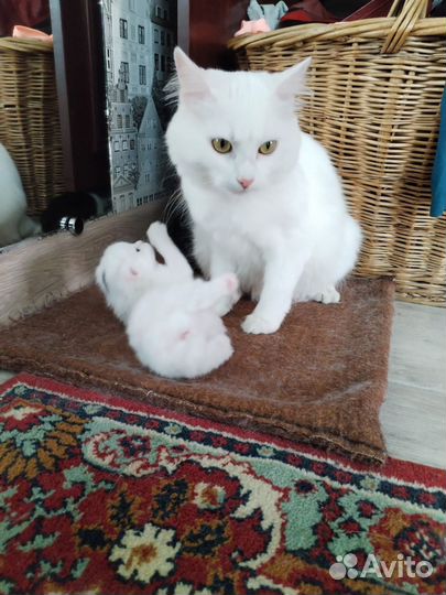 Котята курильский бобтейл