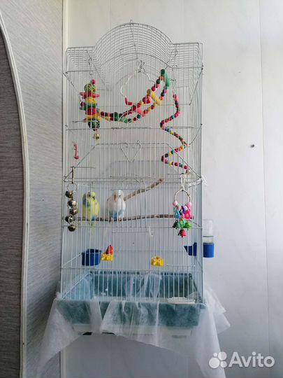 Пара попугаев и большая клетка