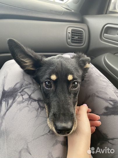 Собака ищет дом