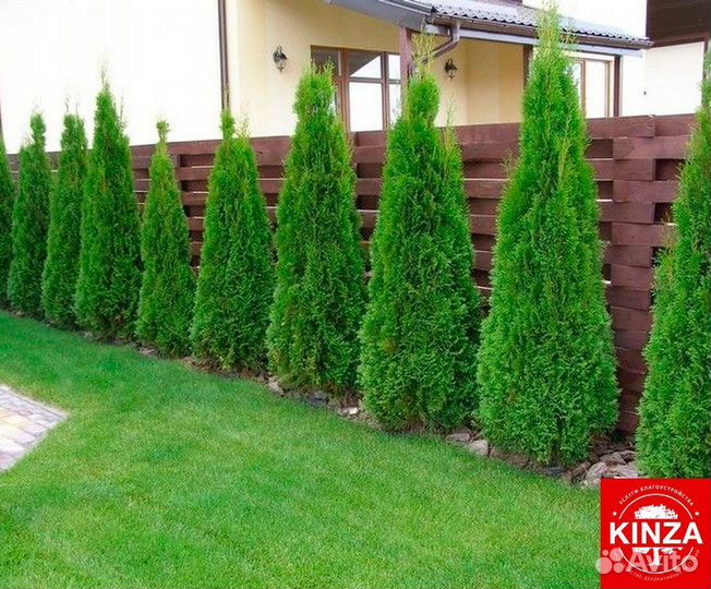 Туя смарагд 1,94 м