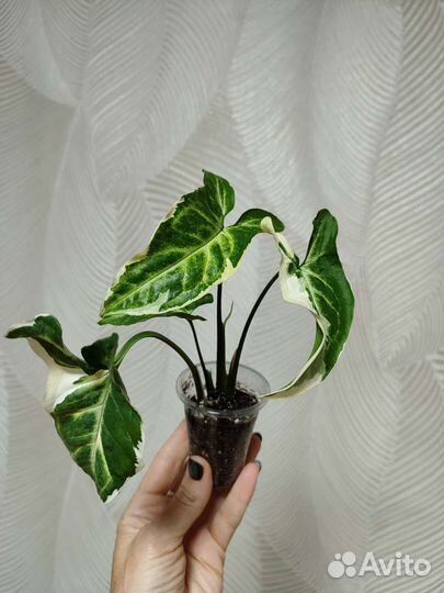 Сингониумы сортовые