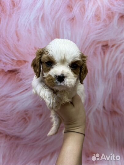 Кавалер кинг чарльз спаниель