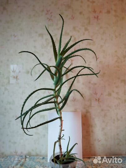 Алоэ лечебный