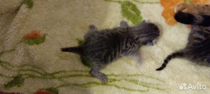 Бенгальские котята