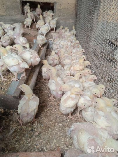 Цыплята бройлеры подрощенные