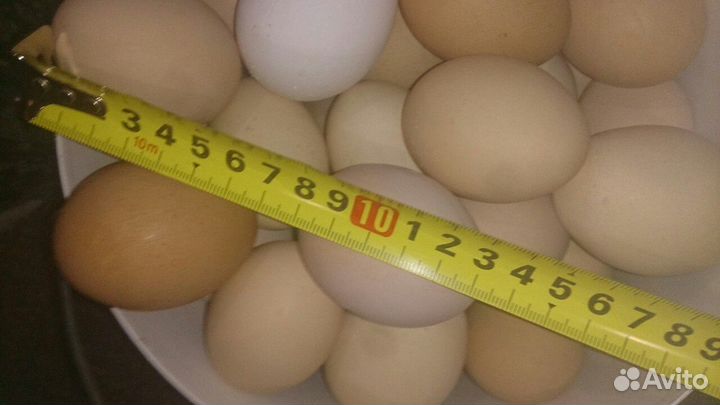 Яйцо домашнее куринное