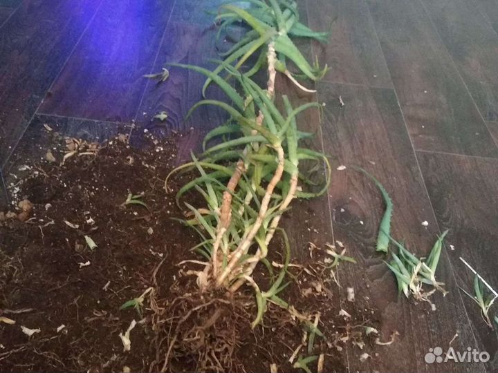 Алоэ лечебный