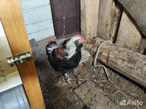 Молодые петухи