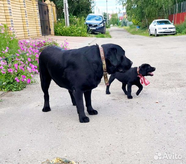 Щенка Лабрадора девочку РКФ из питомника