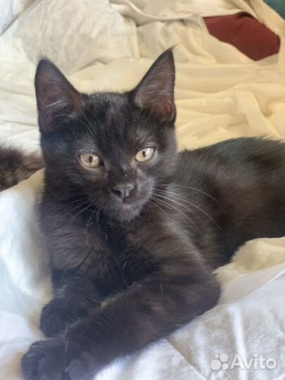 Котёнок мальчик 3 мес