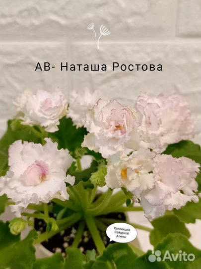 Сортовые фиалки