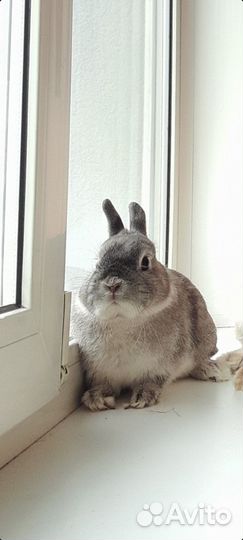 Вязка декоративный кролик