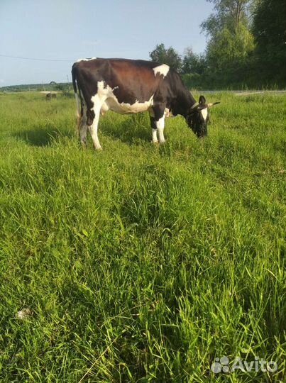 Первотелка