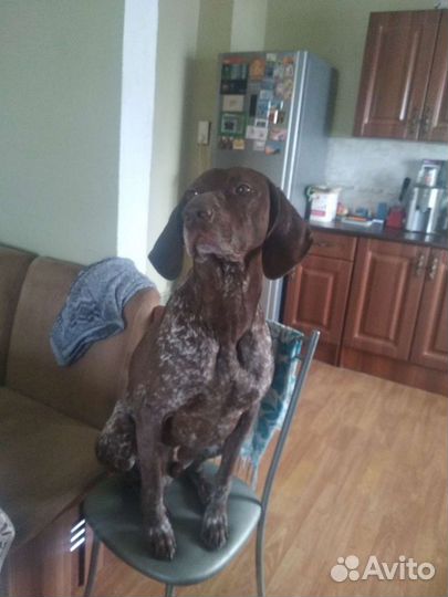 Курцхаар вязка