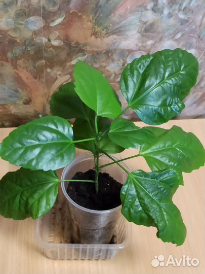 Гибискус китайская роза